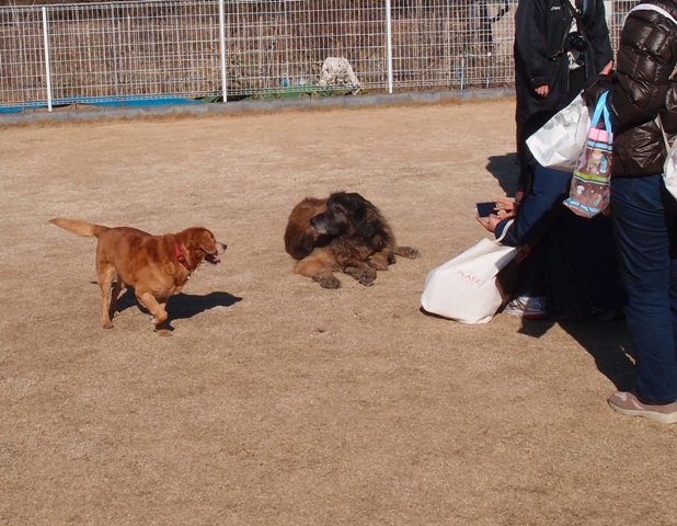 石川さんと一緒in毛呂山　[Ⅱ]　１月１４日　[土]_e0018604_1634028.jpg