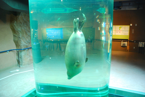 観せるのではなく「伝える」ということ。_c0116714_19321959.jpg