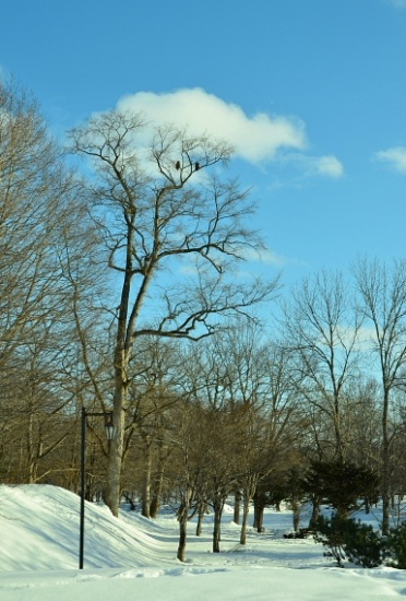 2012年1月15日（日）：街中で見られた鳥3種[中標津町郷土館]_e0062415_19203984.jpg