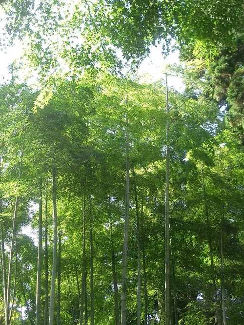 円覚寺（神奈川県鎌倉市）_c0219820_2141315.jpg