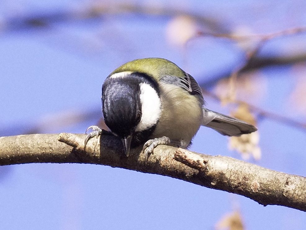 シジュウカラ_a0031821_9222910.jpg