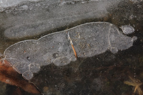 e0242721_81193.jpg