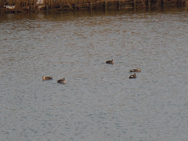f0114128_18304546.jpg