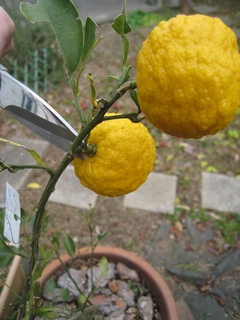 c0134734_817159.jpg