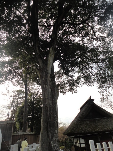 a0116439_16591581.jpg