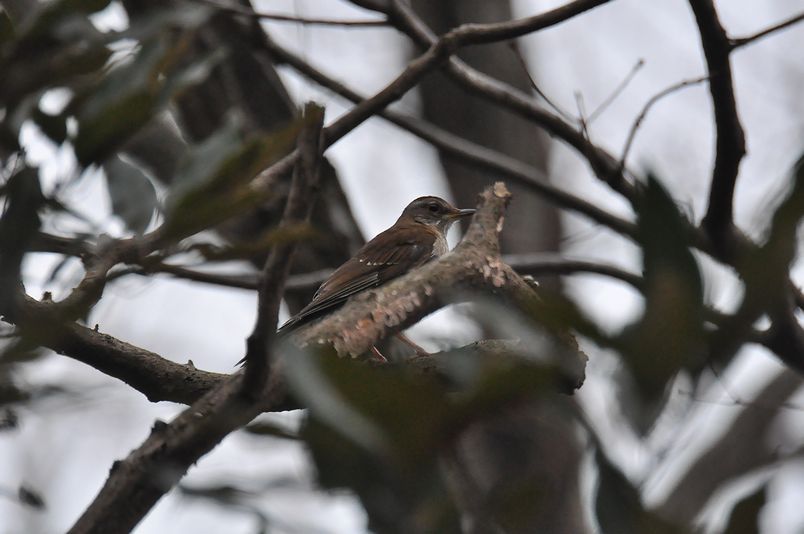 1月14日(くもり一時晴れ)タイトル:レベル1でも珍鳥_f0105542_18424384.jpg