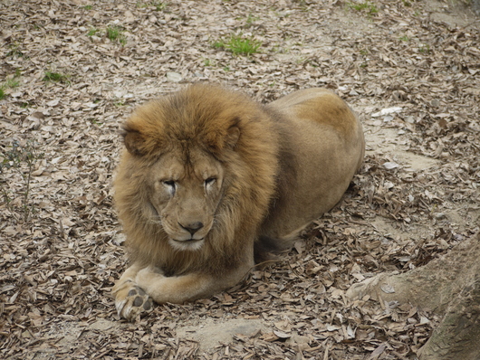 看板完成♪そして・・・とべ動物園_a0207547_222111.jpg