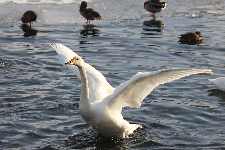 1/15　今日の白鳥_b0250154_21105071.jpg