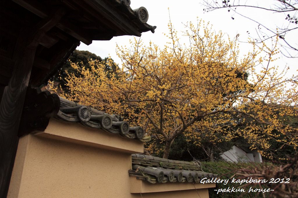 当麻寺　西南院_a0148860_21173896.jpg