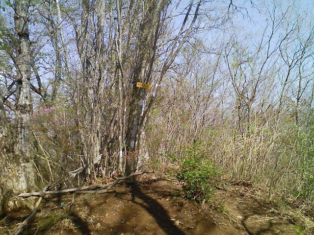 2011/04/24 阿夫利山 安寺沢金剛山_d0233770_03255.jpg