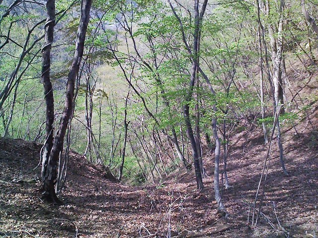 2011/04/24 阿夫利山 安寺沢金剛山_d0233770_072627.jpg