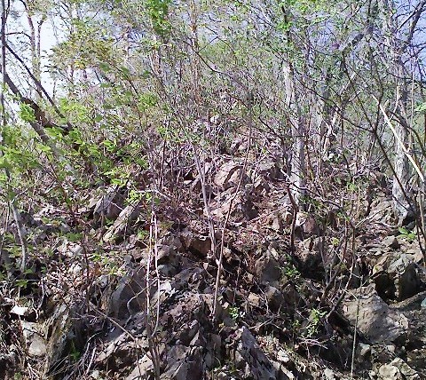 2011/04/24 阿夫利山 安寺沢金剛山_d0233770_08494.jpg