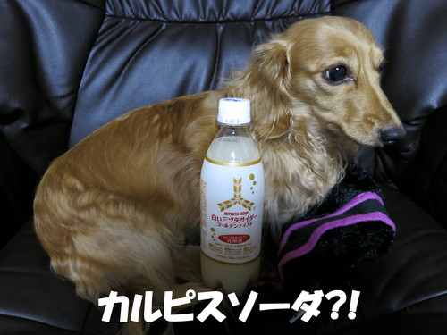 花畑牧場 練乳ミルクセーキ_b0200291_1949680.jpg