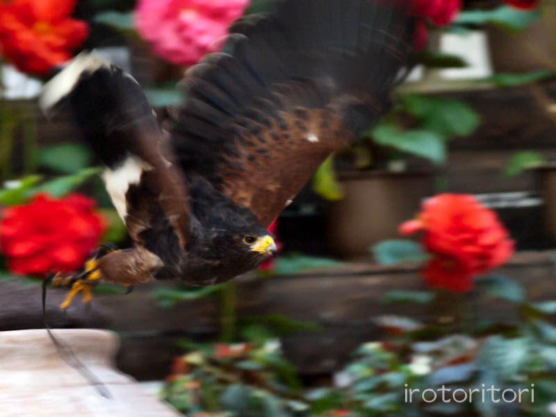 富士花鳥園　ハリスホーク　　2012/01/15_d0146592_23564139.jpg