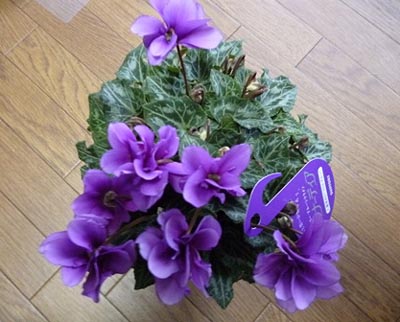 些細な事が、事故の元!ハハハーー。_d0060693_20533178.jpg