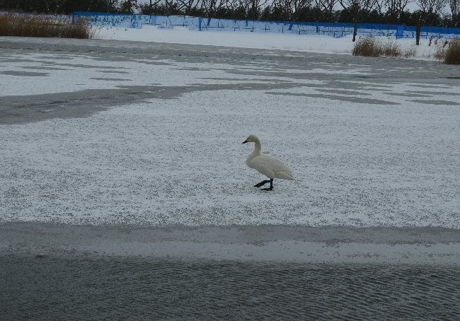 今日も雪～～_c0217898_115681.jpg