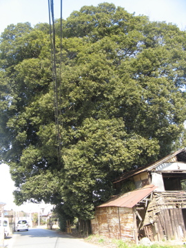a0117599_23171529.jpg