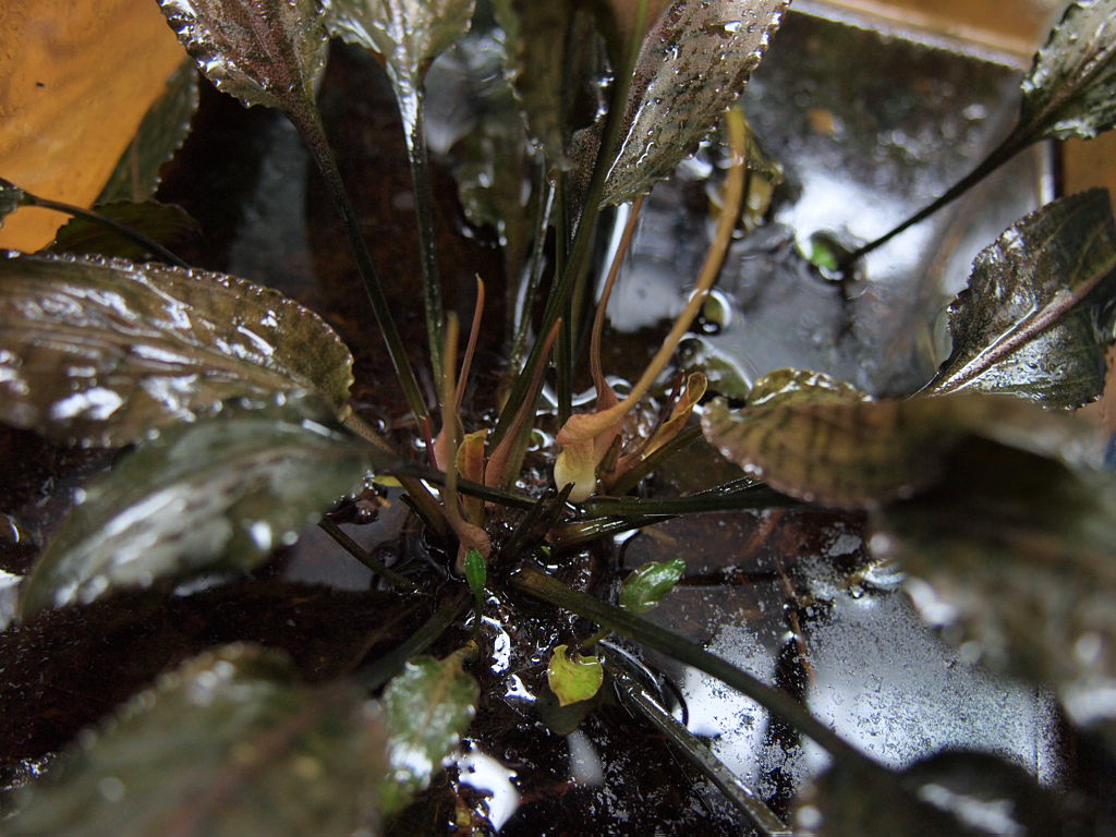 Cryptocoryne alba _d0150727_23561982.jpg