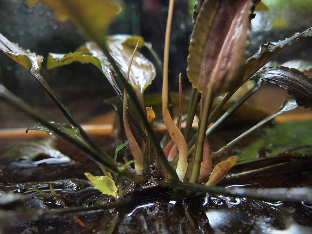 Cryptocoryne alba _d0150727_23562344.jpg