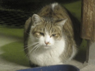 迷子猫のお友だち ちょんちょこりんちゃん編。_a0143140_23144292.jpg