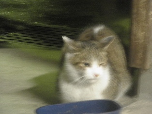 迷子猫のお友だち ちょんちょこりんちゃん編。_a0143140_2315289.jpg