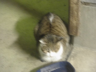 迷子猫のお友だち ちょんちょこりんちゃん編。_a0143140_2317621.jpg