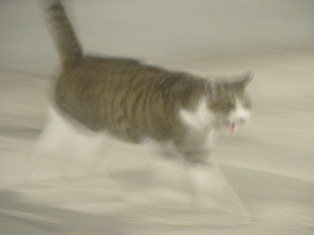迷子猫のお友だち ちょんちょこりんちゃん編。_a0143140_2318710.jpg