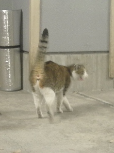 迷子猫のお友だち ちょんちょこりんちゃん編。_a0143140_23195367.jpg