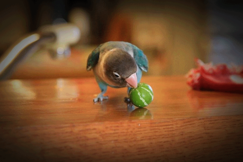 c0145250_11415831.gif