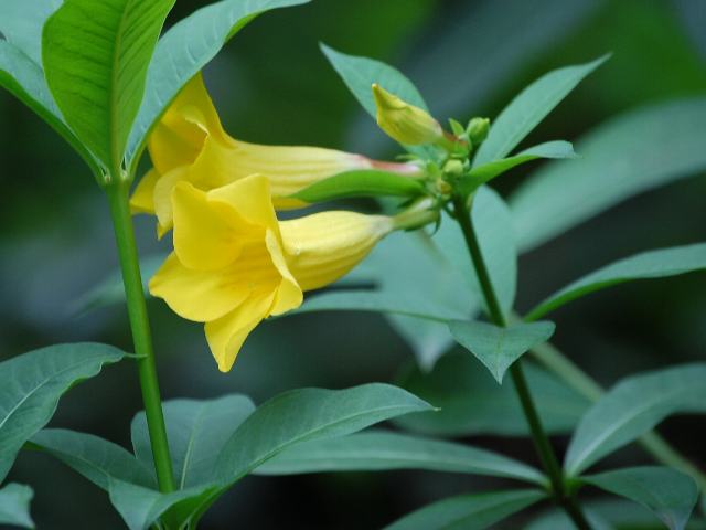 姫有明葛 ヒメアリアケカズラ 新 四季の花
