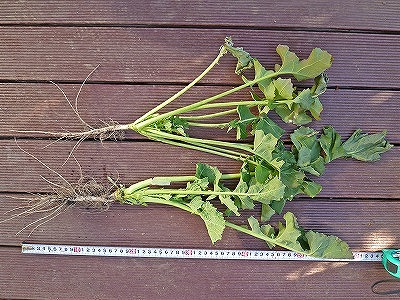 ナタネの根の張り具合 菜の花を育てるブログ Npo地域人ネットワーク ナタネの根の張り具合 菜の花を育てるブログ Npo地域人ネットワーク