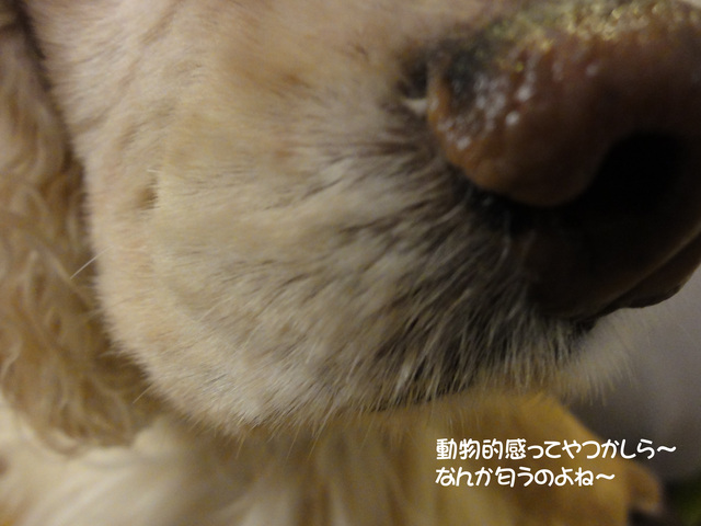 動物的感ってやつね～_f0218182_19324281.jpg