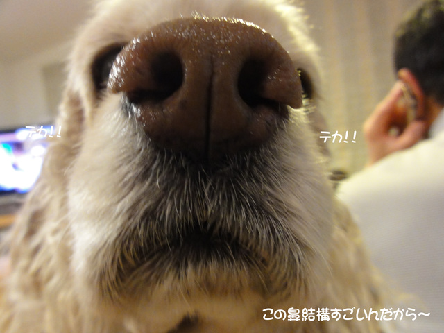 動物的感ってやつね～_f0218182_19332783.jpg