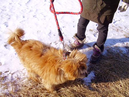 おじいさん犬「源さん」が仮住まい中_b0059684_22322039.jpg