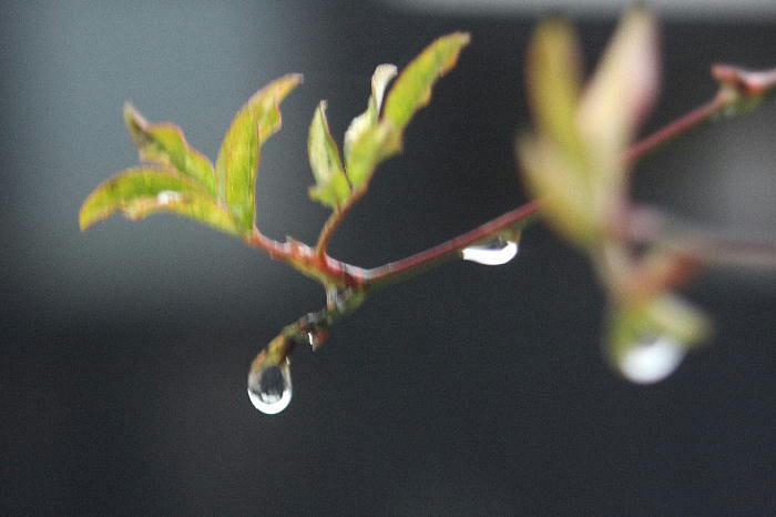 久しぶりの雨_b0171185_15471137.jpg