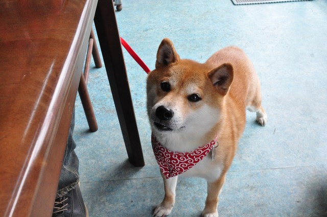春のたより_a0126590_2221629.jpg