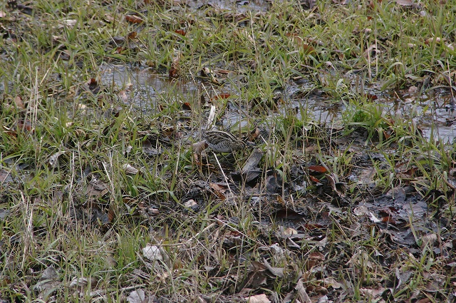e0070891_1865766.jpg