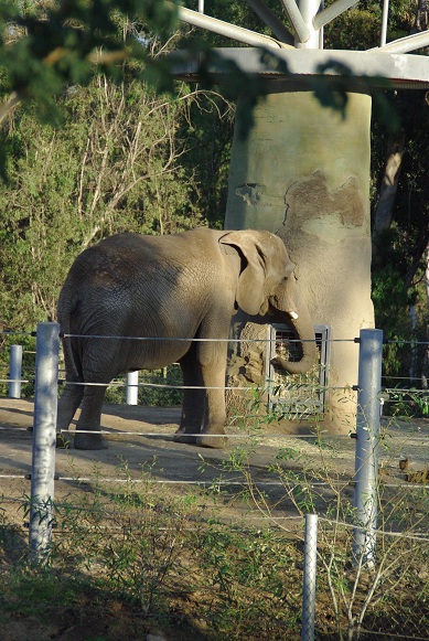 San Diego Zoo_f0038904_3561129.jpg