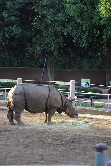 San Diego Zoo_f0038904_3562530.jpg