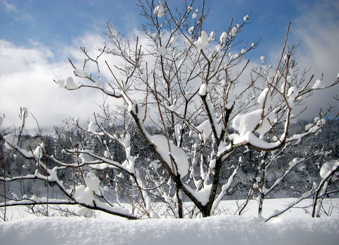 雪に埋もれた温泉_b0171512_1731848.jpg