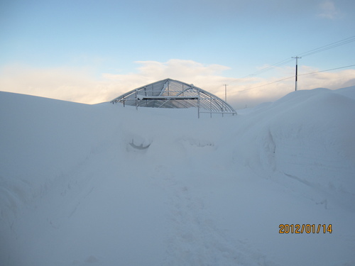 *厳寒・ドカ雪*_f0231042_2011373.jpg