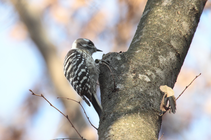 Japanese Pygmy Woodpecker_a0132656_21161126.jpg