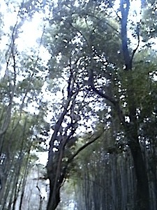 そうだ、京都行こう*雑貨店おやつのご近所さんをめぐる「地蔵院」_f0129557_1252856.jpg