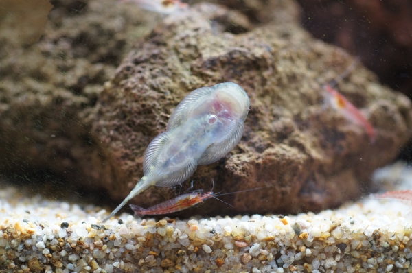 テラリウム その5 魚 エビ Aquatic Sipon