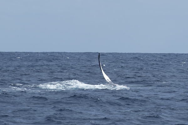 ホエールウオッチングへ　奄美大島_b0062363_19541888.jpg