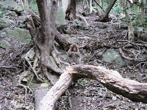 大分の迷峰高崎山登山 そうだ 山に登ろう 大分の迷峰高崎山登山 そうだ 山に登ろう