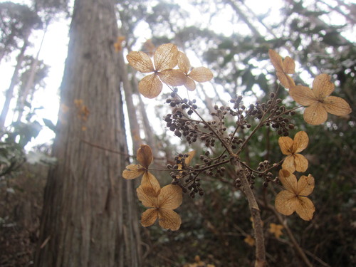 霜の花_b0219170_16581858.jpg