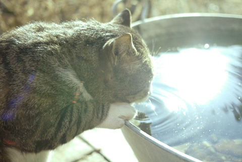 2012.1.17　ボフが水飲んだ_e0172372_22395073.jpg