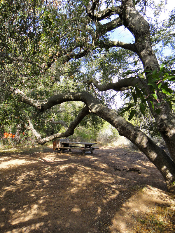 2012/01/15 Los Angels Trip Day.5 La Jolla Trail Running_b0220886_17573074.jpg