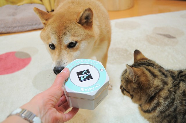 プレゼント貰った!!_a0126590_2373415.jpg
